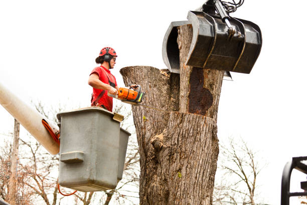 Best Tree and Shrub Care  in Alto, GA